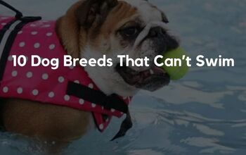 10 Dog Breeds That Can’t Swim