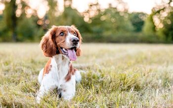 Design A Pet-Friendly Outdoor Space: What Every Pet Owner Should Know