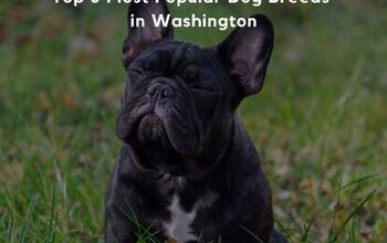 Top 5 Most Popular Dog Breeds in Washington