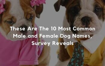 These Are The 10 Most Common Male and Female Dog Names, Survey Reveals