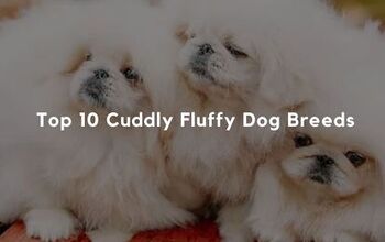 Top 10 Cuddly Fluffy Dog Breeds