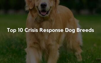 Top 10 Crisis Response Dog Breeds