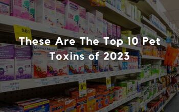 These Are The Top 10 Pet Toxins of 2023