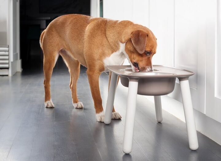 tips and tricks for home adjustments for senior dogs, Adapting Feeding Stations