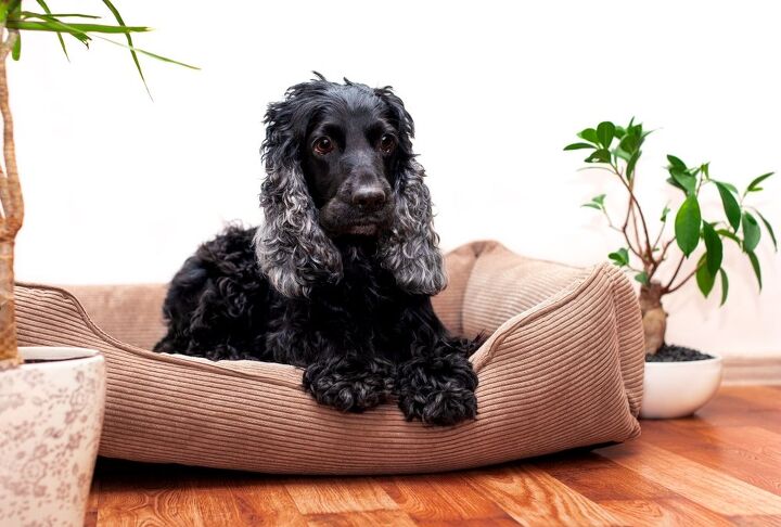 tips and tricks for home adjustments for senior dogs, Stability in the Environment