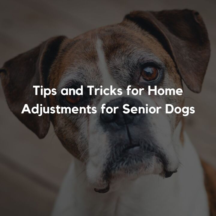 tips and tricks for home adjustments for senior dogs