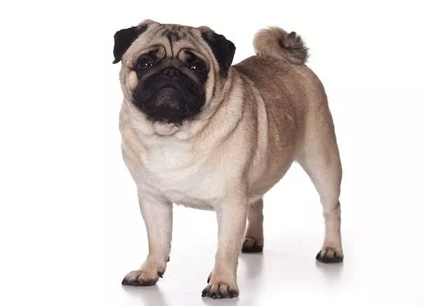 top 10 best indoor dogs, Pug