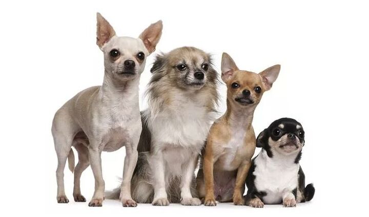 top 10 best indoor dogs, Chihuahua