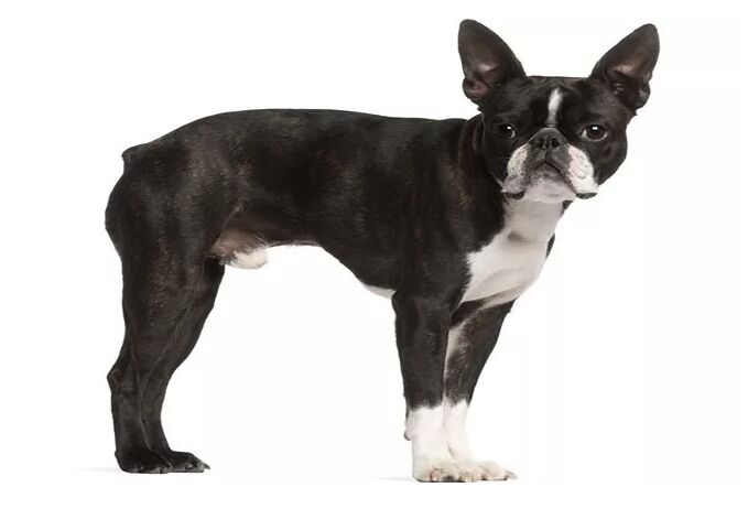 top 10 best indoor dogs, Boston Terrier