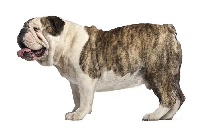 top 10 best indoor dogs, English Bulldog