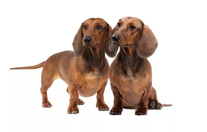 top 10 best indoor dogs, Dachshund