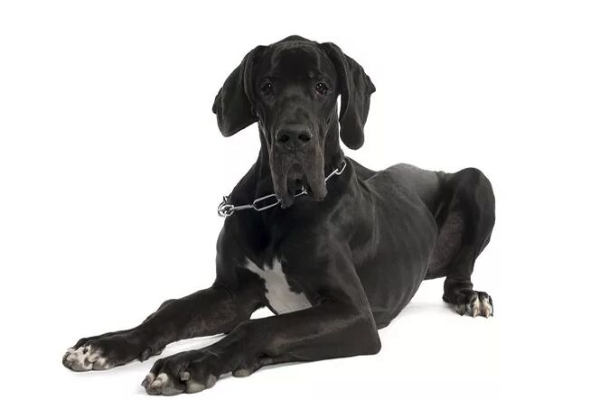 top 10 best indoor dogs, Great Dane