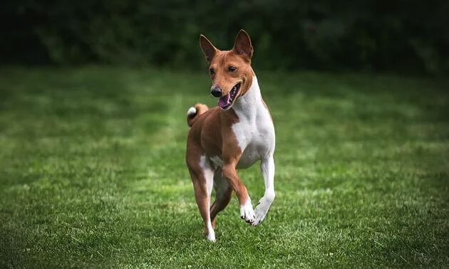 top 10 dumbest dog breeds, Basenji