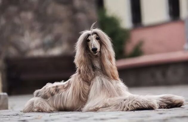 top 10 dumbest dog breeds, Afghan Hound