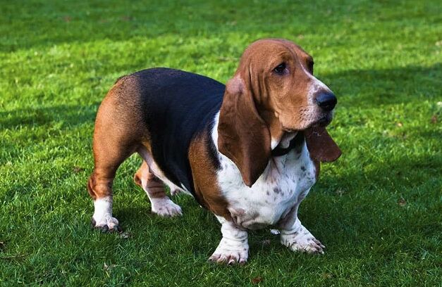 top 10 dumbest dog breeds, Basset Hound