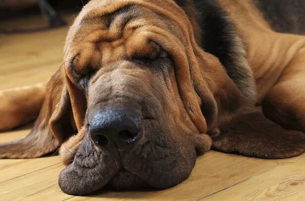 top 10 dumbest dog breeds, Bloodhound