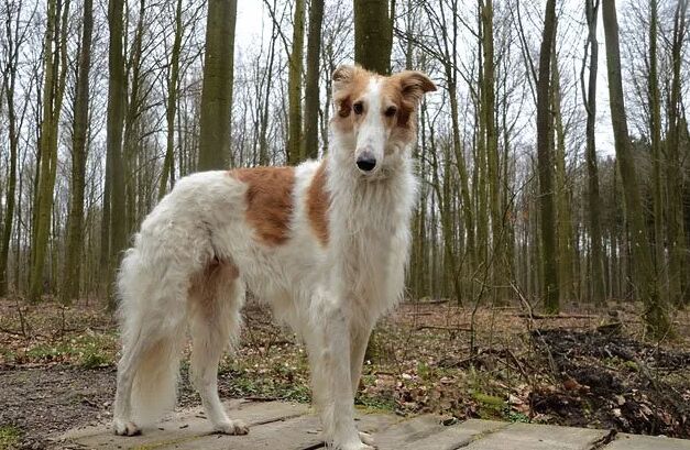 top 10 dumbest dog breeds, Borzoi