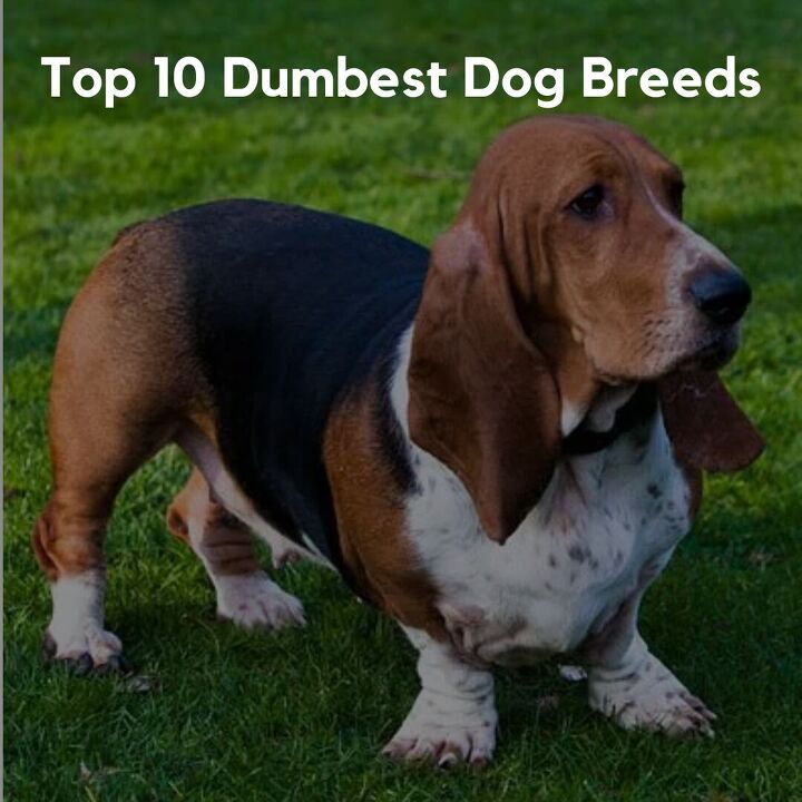 top 10 dumbest dog breeds