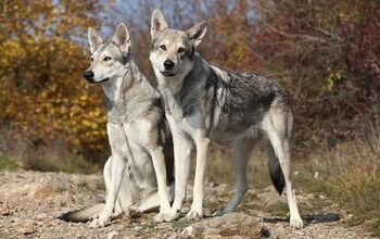 Saarloos Wolfhound