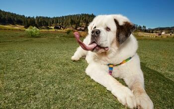 Saint Bernard Breaks Guinness Record With World’s Longest Tongue [Vi