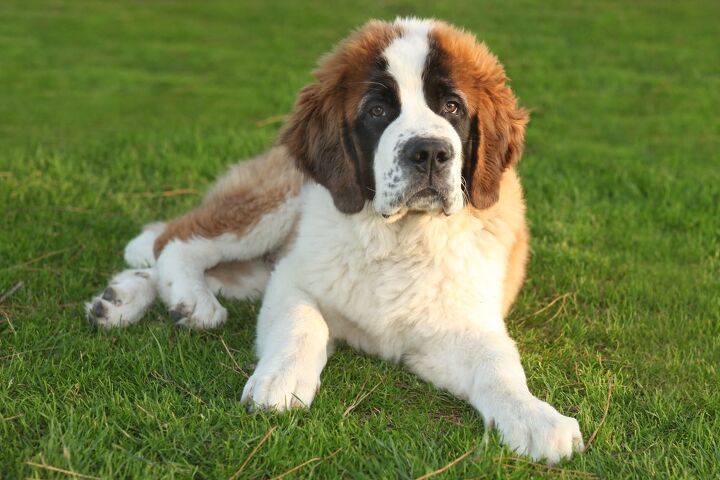 saint bernard