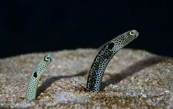 Saltwater Eels