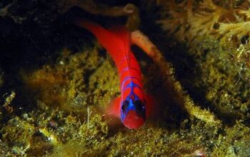 Saltwater Goby Fish