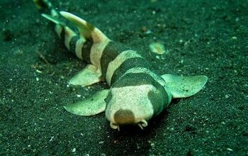 Saltwater Sharks