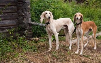 Saluki