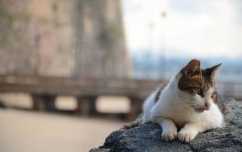 San Juan Puerto Rico’s Iconic Stray Felines to Be Evicted