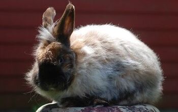 Satin Angora Rabbit