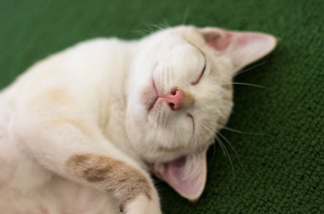 say cheese experts say your cat can smile at you, 1989studio Shutterstock