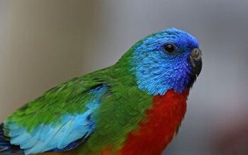 Scarlet Chested Parrot