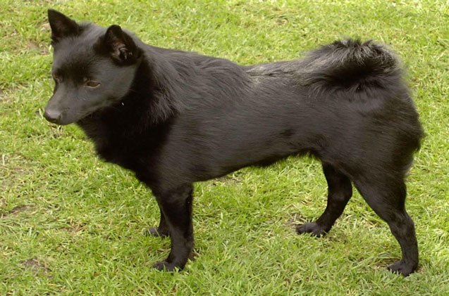 schipperke