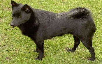 Schipperke