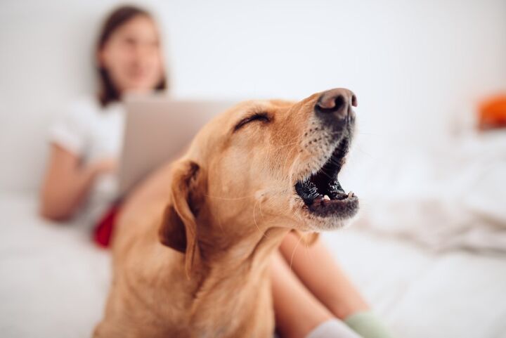 scientists developing ai technology to decipher your dogs barking, Zivica Kerkez Shutterstock