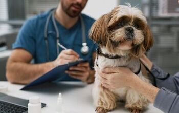 Scientists Finally Identify Mystery Dog Illness Sweeping America