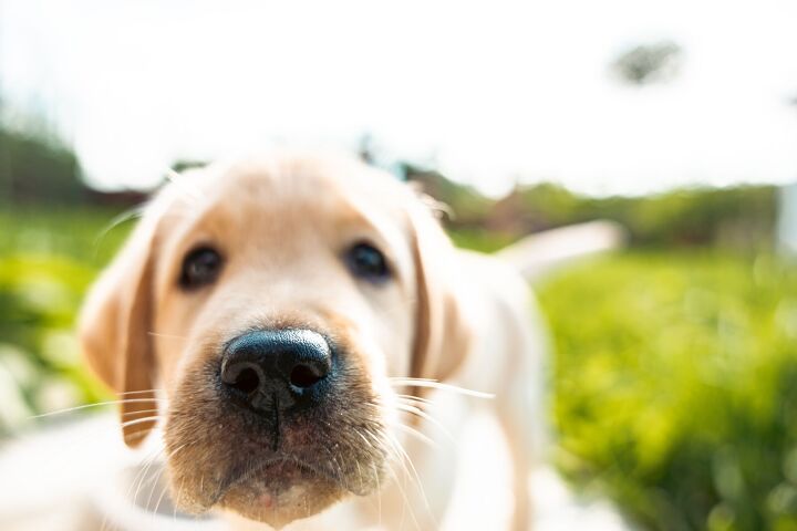 scientists found a new type of training that makes dogs better behaved, Sherbak photo Shutterstock