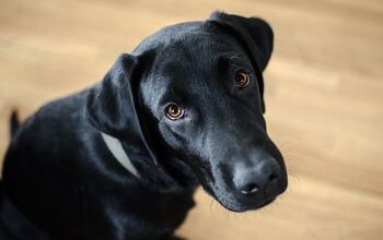 Scientists Reveal Which Dogs Are Best at Giving Puppy Eyes