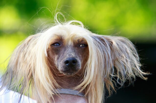 scooter a chinese crested awarded the title of worlds ugliest dog, Photo credit Olga Aniven Shutterstock com