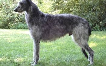 Scottish Deerhound