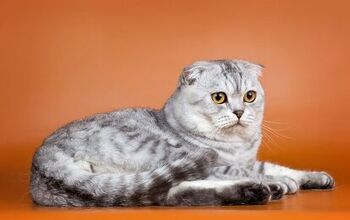 Scottish Fold