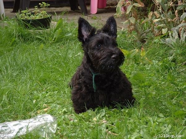 scottish terrier