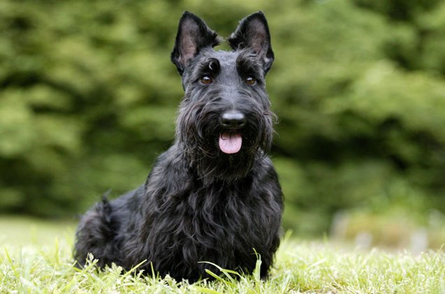 scottish terrier