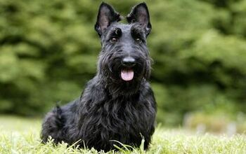 Scottish Terrier