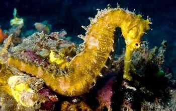 Seahorses