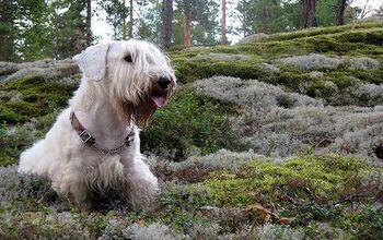 Sealyham Terrier