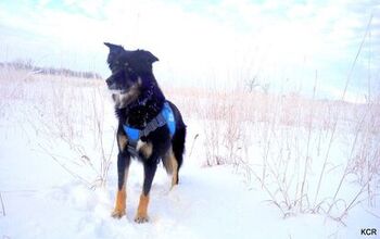 Secrets of Canadian Mushers: Why Dog Boots and Deep Snow Don’t Mix