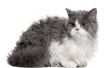 Selkirk Rex