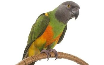 Senegal Parrot